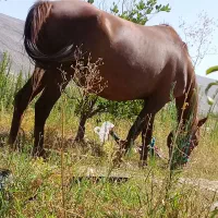 اسب وکره دوسال آبستن