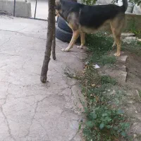سگ پژدر