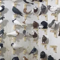 100عدد شهری بهبهانی