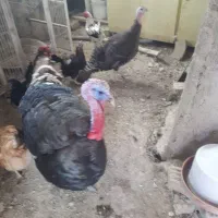 دو عدد بوقلمون نر و ماده