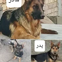 واگذاری توله ژرمن 3ماه شناسنامه دار