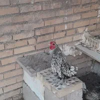 خروس سیلور