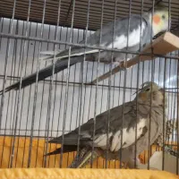 عروس هلندی|پرنده|ری, دولت‌آباد|دیوار