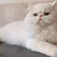 گربه نژاد پرشین سفید گمشده