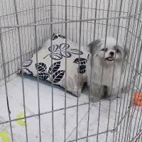 فروش سگ به علت مهاجرت|سگ|تهران, سلسبیل جنوبی|دیوار