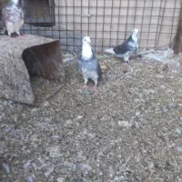 کبوتر|پرنده|حمیدیا, |دیوار