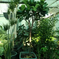 فروش گل گیاه|گل و گیاه طبیعی|بندر کنگان, |دیوار