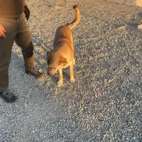 واگذاری توله پژدر رایگان|سگ|نسیمشهر, |دیوار