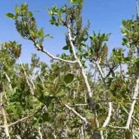 آب و زمین پسته|فروش دفتر صنعتی، کشاورزی، تجاری|بافق, |دیوار