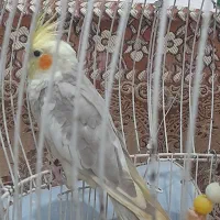 عروس هلندی نر و ماده|پرنده|ضیابر, |دیوار