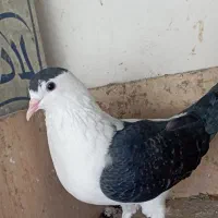 کبوتر|پرنده|زاهدان, |دیوار