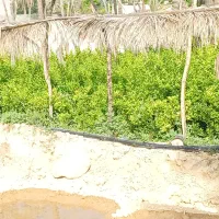 تولیدتوزیع انواع نهال مثمروغیرمثمر|خدمات باغبانی و درختکاری|خفر, |دیوار