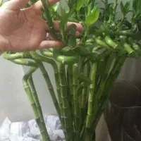 گل بامبو گلخانه ماه گل