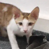 دو گربه ماده هشت ماهه|گربه|حمیدیه, |دیوار