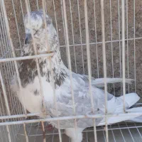 کبوتر تهرانی سرور الماسی
