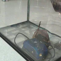 آکواریم مارک ماهیران شرکتی شیشه خم