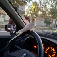 پژو روآ عادی مدل ۸۸ کم کار