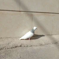 کبوتر طوقی خیلی خوشگل نر|پرنده|سقز, |دیوار