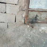 فروش مرغ و خروس و اردک وجوجه|حیوانات مزرعه|خواف, |دیوار