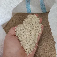 برنج سالم کشت امسال