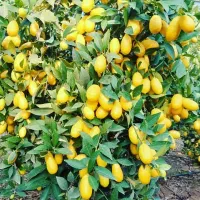 لیمو ترش لایم