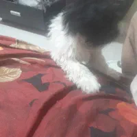 شیتزو تریر ۵ماهه