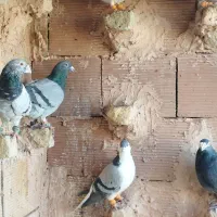 13کفتر بوم|پرنده|سبزوار, کراب|دیوار