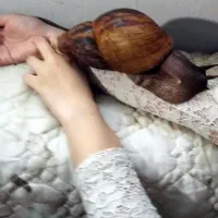 حلزون مارژیناتا ایماکولاتا|خزنده|اصفهان, چرخاب|دیوار