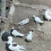 پرنده|پرنده|حمیل, |دیوار