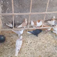 کفتر رنگی|پرنده|مشهد, کشف|دیوار