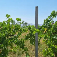 باغ مثمر 6 ساله|فروش زمین و ملک کلنگی|بیلوار, |دیوار