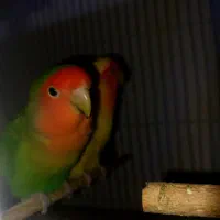 معاوضه سر به سر|پرنده|جیرفت, |دیوار