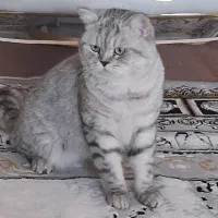 گربه های یکسال و نیم