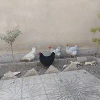 مرغ تخمگذار