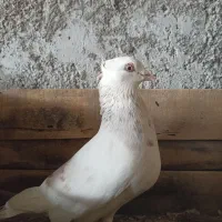 کبوتر