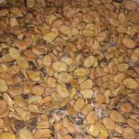 باقلا،گرفته ،امسال،در شهر حمیدیه|خوردنی و آشامیدنی|اهواز, سیاحی(سه راه خرمشهر)|دیوار