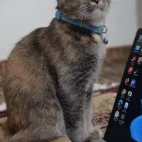 گربه اسکاتیش فولد|گربه|رشت, نظری|دیوار