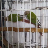 طوطی گرنجیک بالغ سالم جفت جوان|پرنده|علیآباد کتول, |دیوار
