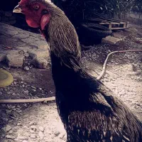 خروس|حیوانات مزرعه|خاش, |دیوار