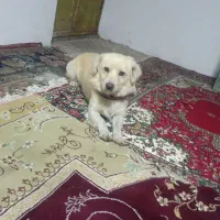 پاکوتا سگ سالم واکسن خورده