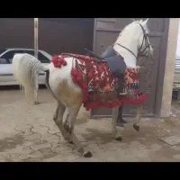 مادیون سواریدار طلا