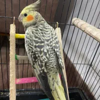 عروس هلندی نر و ماده