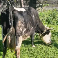 یک راس گاو شیرده هلشتاین با گوساله نر دو ماهه