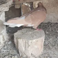 دم سفید. تکی هم میدم|پرنده|سبزوار, رضوان|دیوار