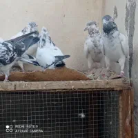 کبوتر کاشونی پرشی|پرنده|پیر بکران, |دیوار