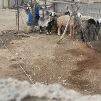 یه بز چاق برافروش