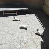 یه جفت کفتر خوب به شرط