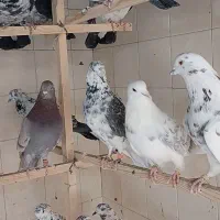 کبوتر.کفتر.شهرستانی (زوردار)