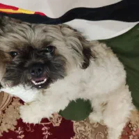 حیوانات خانگی