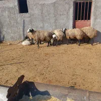 شیشک شال آبستن درجه یک